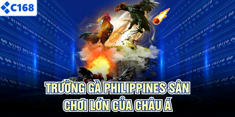 Trường Gà Philippines - Sân Chơi Chuyên Nghiệp Châu Á